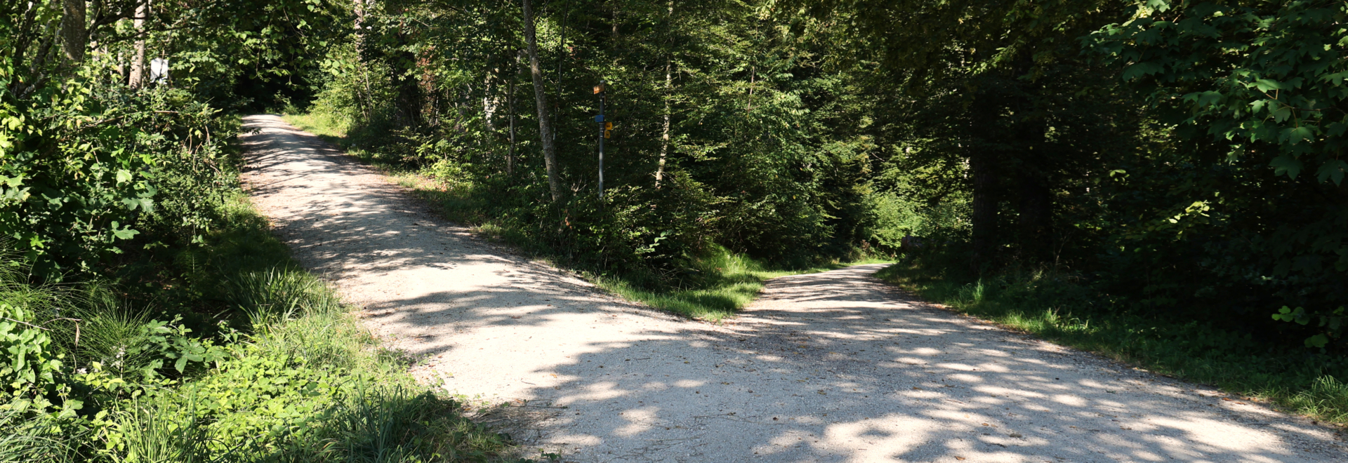 Ein sich gabelnder Waldweg symbolisiert Entscheidungen und Möglichkeiten in Beziehungen. Eine Metapher für das Klären von Beziehungsproblemen und das Finden des richtigen Pfades.